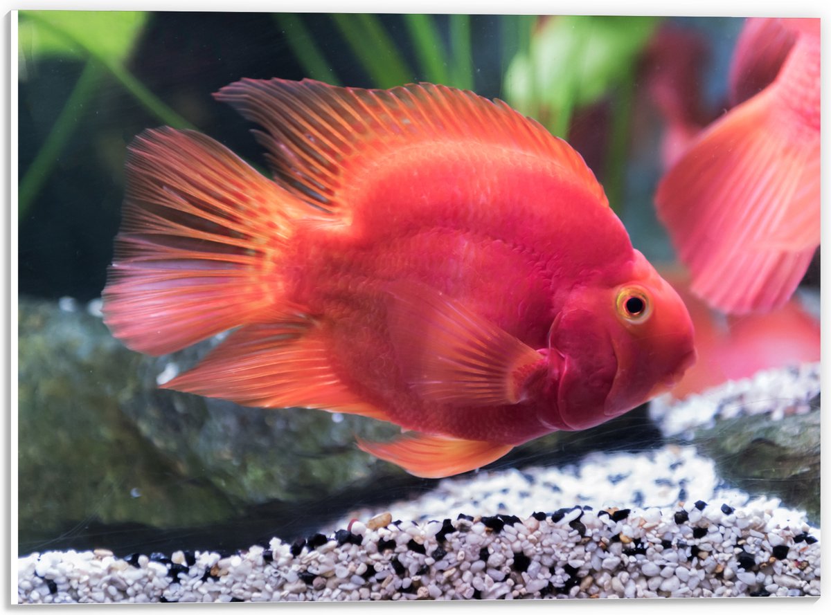 PVC Schuimplaat- Rode Papegaai Cichlide Vis Zwemmend in Aquarium - 40x30 cm Foto op PVC Schuimplaat