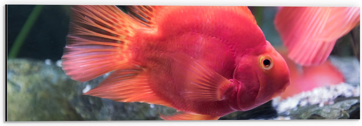 Dibond - Rode Papegaai Cichlide Vis Zwemmend in Aquarium - 60x20 cm Foto op Aluminium (Wanddecoratie van metaal)