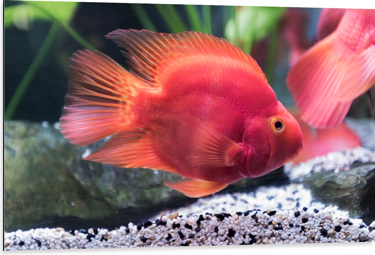 Dibond - Rode Papegaai Cichlide Vis Zwemmend in Aquarium - 105x70 cm Foto op Aluminium (Met Ophangsysteem)
