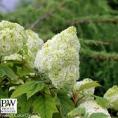 Eikenbladhortensia - Hydrangea quercifolia 'Gatsby Moon'® PW - 30-40 cm