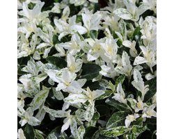 Kardinaalsmuts - Euonymus japonicus 'Pierrolino'® - 20-30 cm