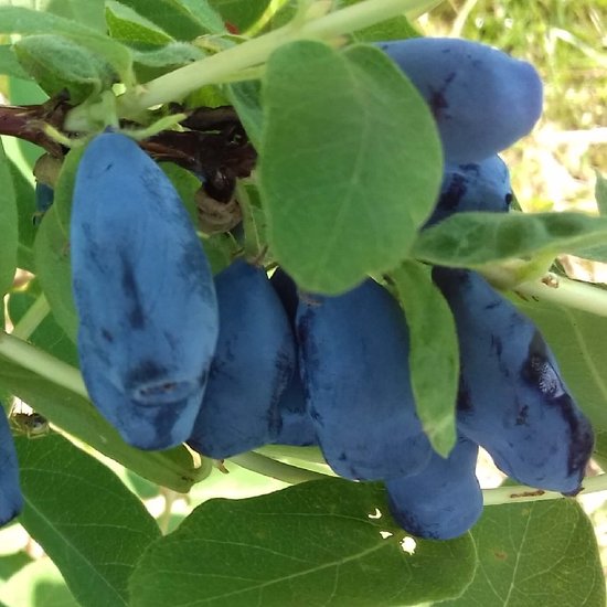 Miel de Sibrie - Lonicera kamtschatica ' Blue Velvet' 40-60 cm | bol