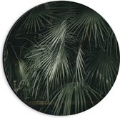 Dibond Muurcirkel - Smalle Groene Hangende Palmbladeren - 20x20 cm Foto op Aluminium Muurcirkel (met ophangsysteem)