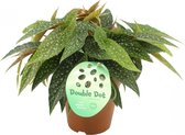 Begonia cane Double Dot ↨ 20cm - hoge kwaliteit planten