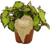 Begonia rex Jive ↨ 25cm - hoge kwaliteit planten