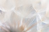 Fotobehang Abstract Dandeli. Seed Macro Closeup. Soft Focus - Vliesbehang - 368 x 254 cm