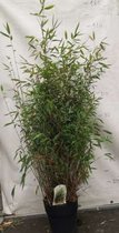 Fargesia nitida 'Great Wall' - Bamboe 100-125 cm in 10 liter pot