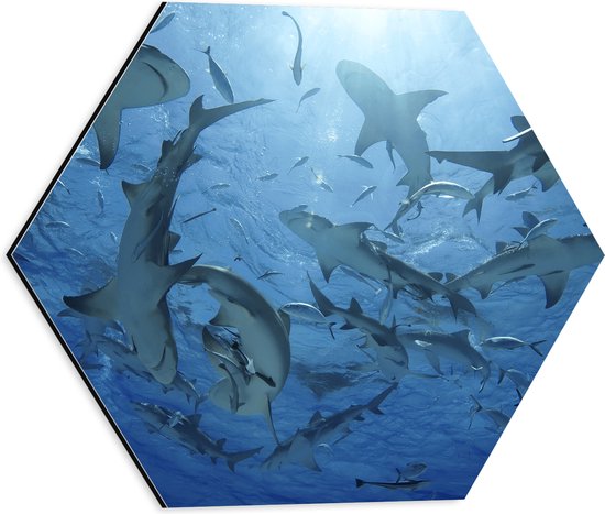 Dibond Hexagon - Groep haaien zwemmen rond in de zee - 40x34.8 cm Foto op Hexagon (Met Ophangsysteem)