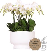 Kolibri Orchids | witte orchideeënset in Scandic dish incl. waterreservoir | drie witte orchideeën Ghent 12cm | Mono Bouquet wit met zelfvoorzienend waterreservoir