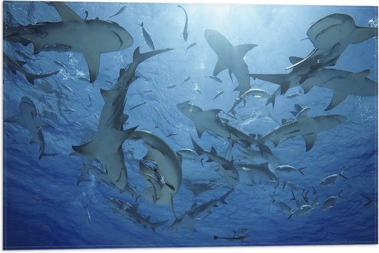 Vlag - Groep haaien zwemmen rond in de zee - 60x40 cm Foto op Polyester Vlag
