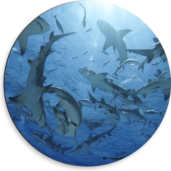 Dibond Muurcirkel - Groep haaien zwemmen rond in de zee - 50x50 cm Foto op Aluminium Muurcirkel (met ophangsysteem)
