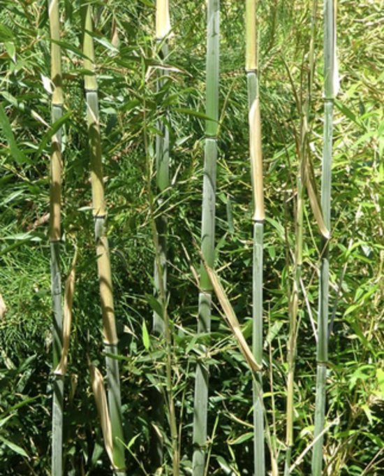 Foto: 1 x phyllostachys bissetii reuzenbamboe 60 80 in c5 liter pot