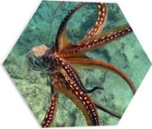 PVC Schuimplaat Hexagon - Bruine octopus zwemt door de zee heen - 50x43.5 cm Foto op Hexagon (Met Ophangsysteem)