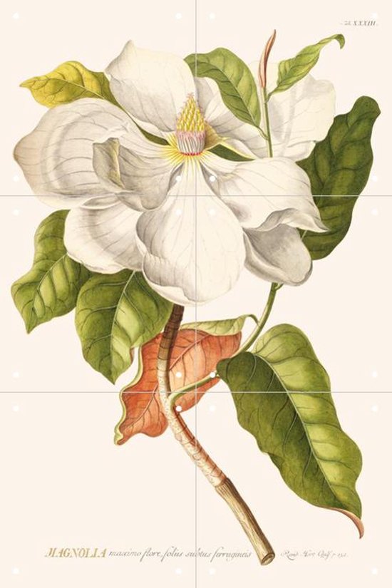 IXXI Magnolia - Wanddecoratie - Bloemen en Planten - 40 x 60 cm