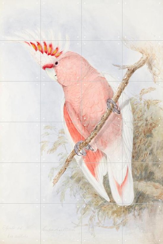 IXXI Pink Cockatoo - Wanddecoratie - 120 x 80 cm