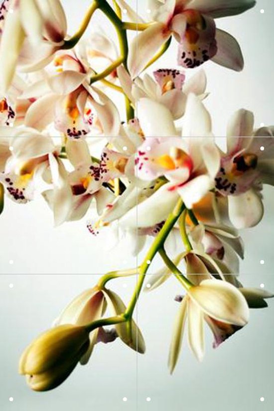 IXXI Tiny Orchids - Wanddecoratie - Fotografie - 40 x 60 cm