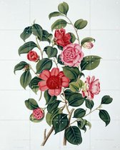 IXXI A Monograph on the Genus Camellia - Wanddecoratie - Bloemen en Planten - 80 x 100 cm
