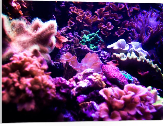 PVC Schuimplaat- Koraal - Onderwaterleven - Dier - Zee - Oceaan - Kleuren - 80x60 cm Foto op PVC Schuimplaat