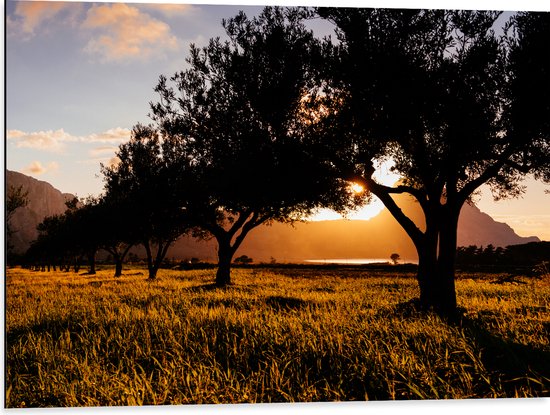 Dibond - Silhouet van Bomen in Weiland bij Bergen - 80x60 cm Foto op Aluminium (Wanddecoratie van metaal)