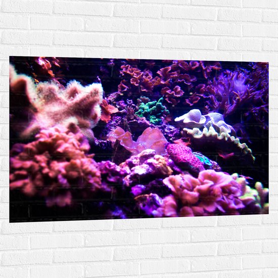Muursticker - Koraal - Onderwaterleven - Dier - Zee - Oceaan - Kleuren - 120x80 cm Foto op Muursticker