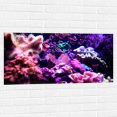 Muursticker - Koraal - Onderwaterleven - Dier - Zee - Oceaan - Kleuren - 100x50 cm Foto op Muursticker