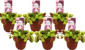 Plant in a Box - Dionaea Muscipula - Vleesetende plant - Set van 6 - Venus Vliegenvanger - Kamerplant - Pot 5,5cm - Hoogte 5-10cm