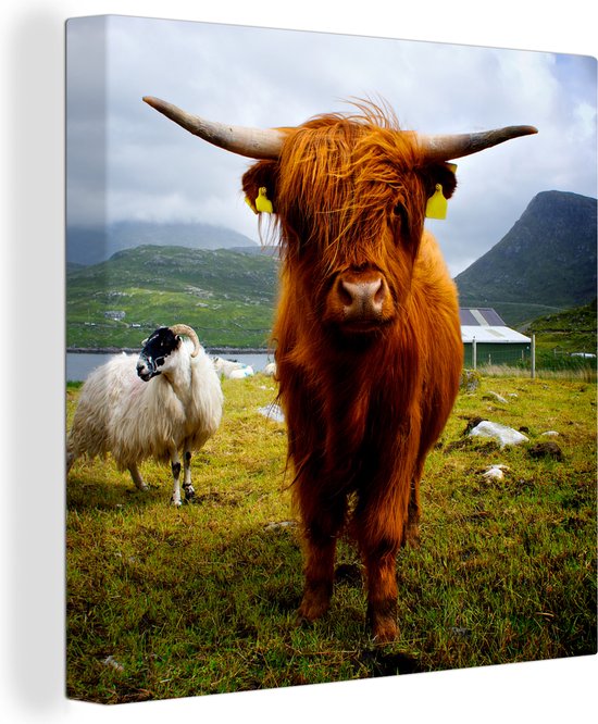 Tableau sur toile Scottish Highlander - Léger - Mouton - 50x50 cm - Décoration murale