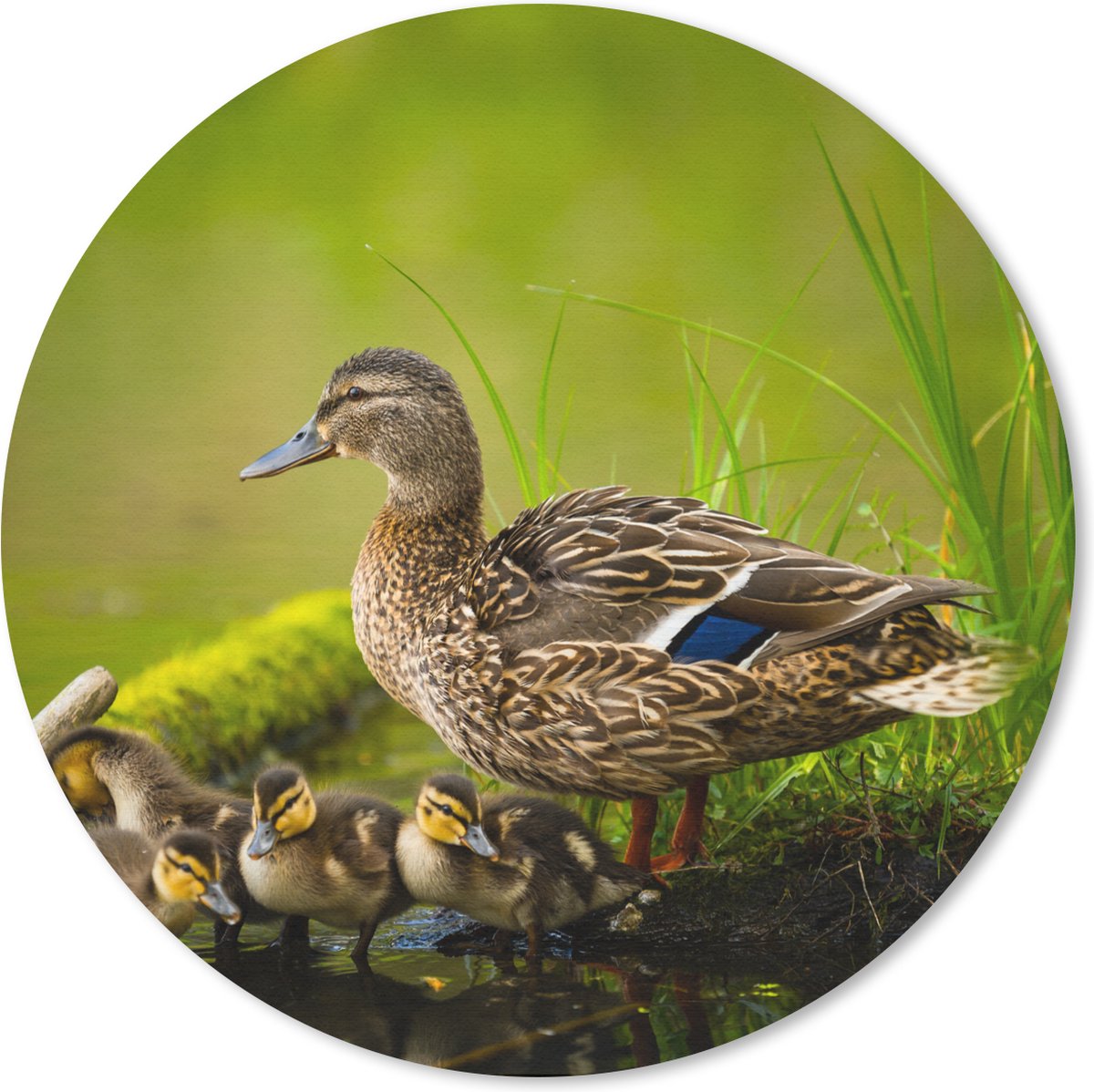 Muismat rond 20x20 cm - Mousepad Eend - Vogels - Water - Tak - Mos - Ronde muismatten