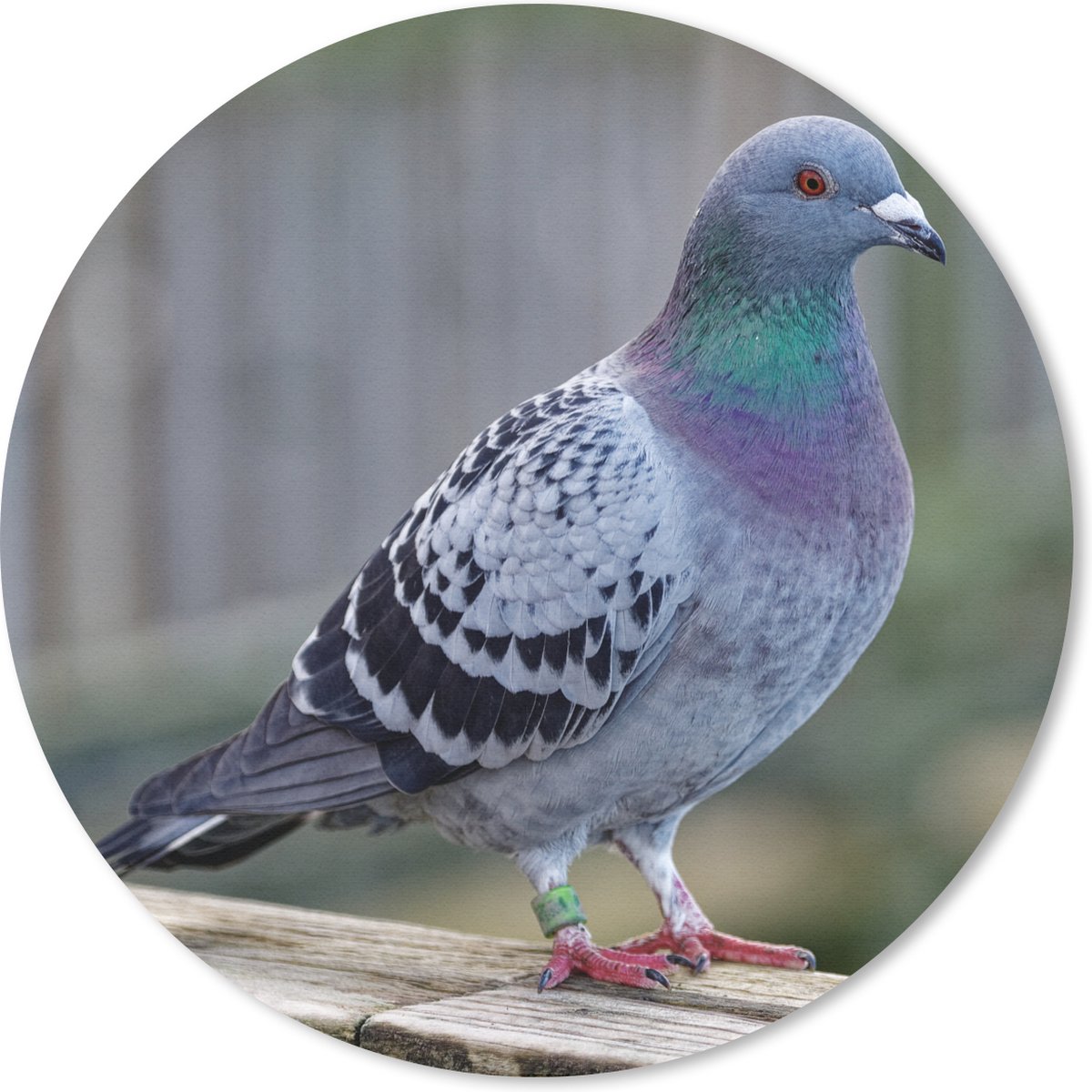 Muismat rond 30x30 cm - Mousepad Duif - Vogel - Paars - Veren - Ronde muismatten