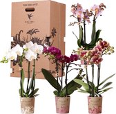 Kolibri Orchids - Surprise box mix - planten voordeel box - verrassingsbox met 4 verschillende orchideeën - vers van de kweker