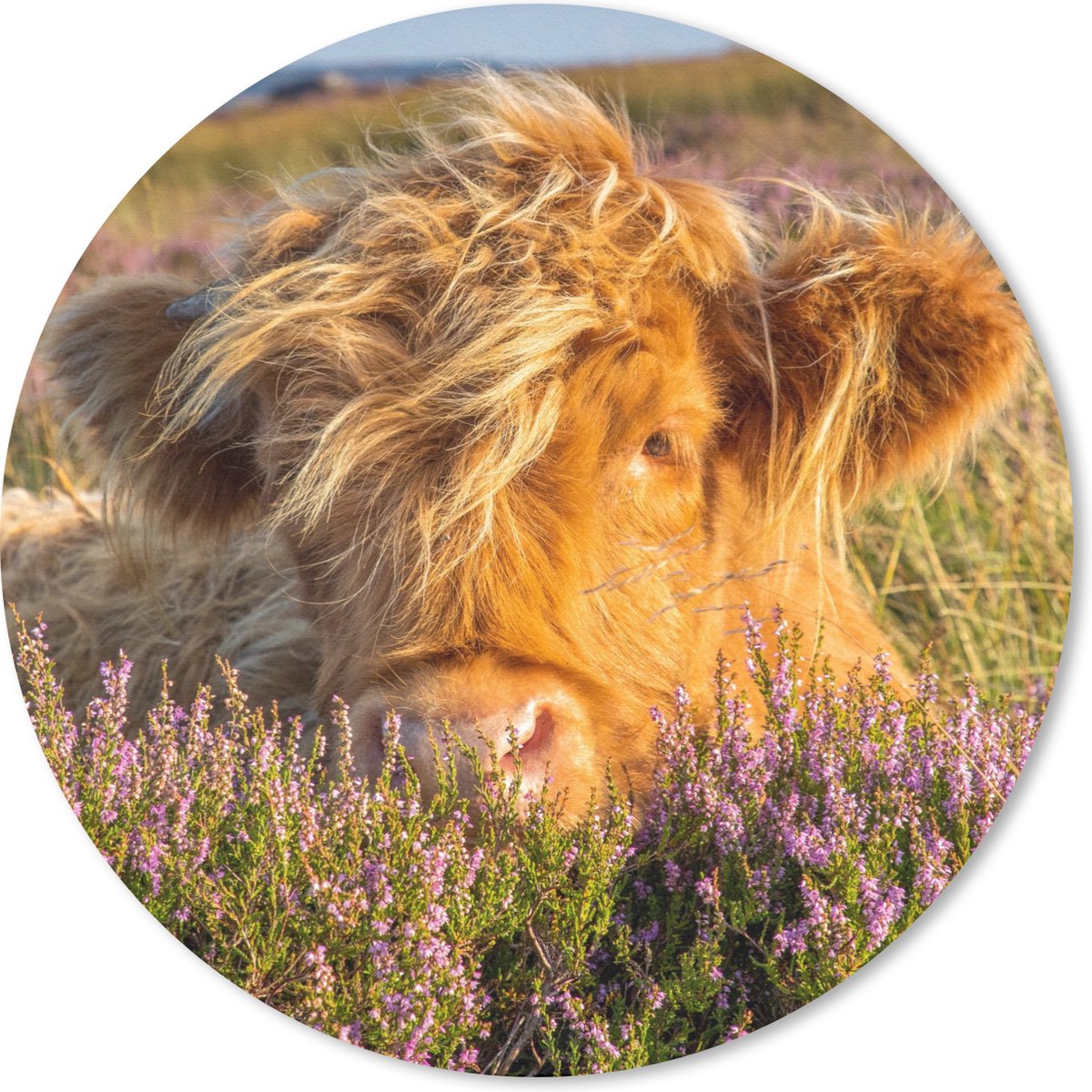 Muismat rond 20x20 cm - Mousepad Schotse Hooglander - Heide - Gras - Dieren - Ronde muismatten
