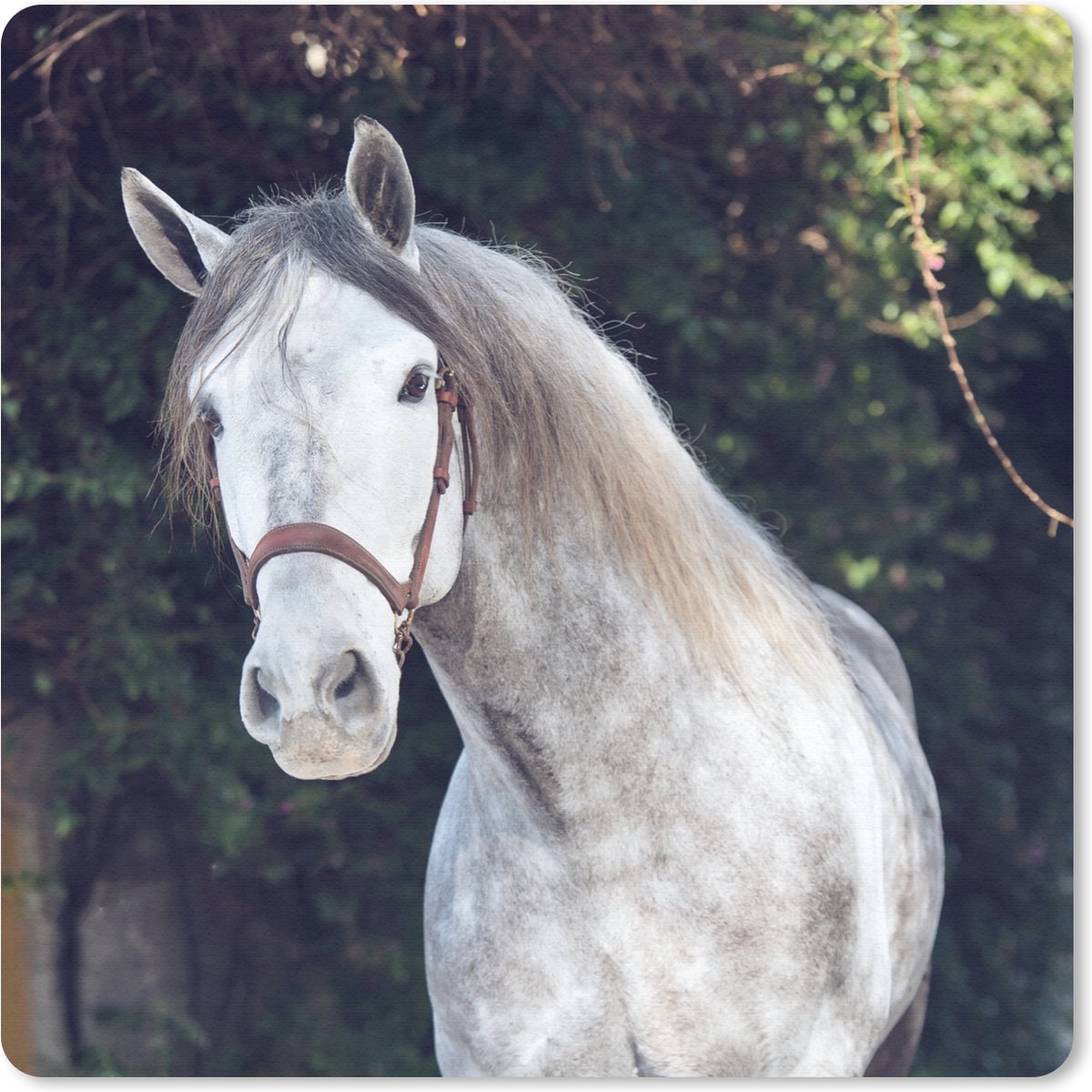 Muismat 20x20 cm - Mousepad Paard - Halster - Natuur - Muismatten