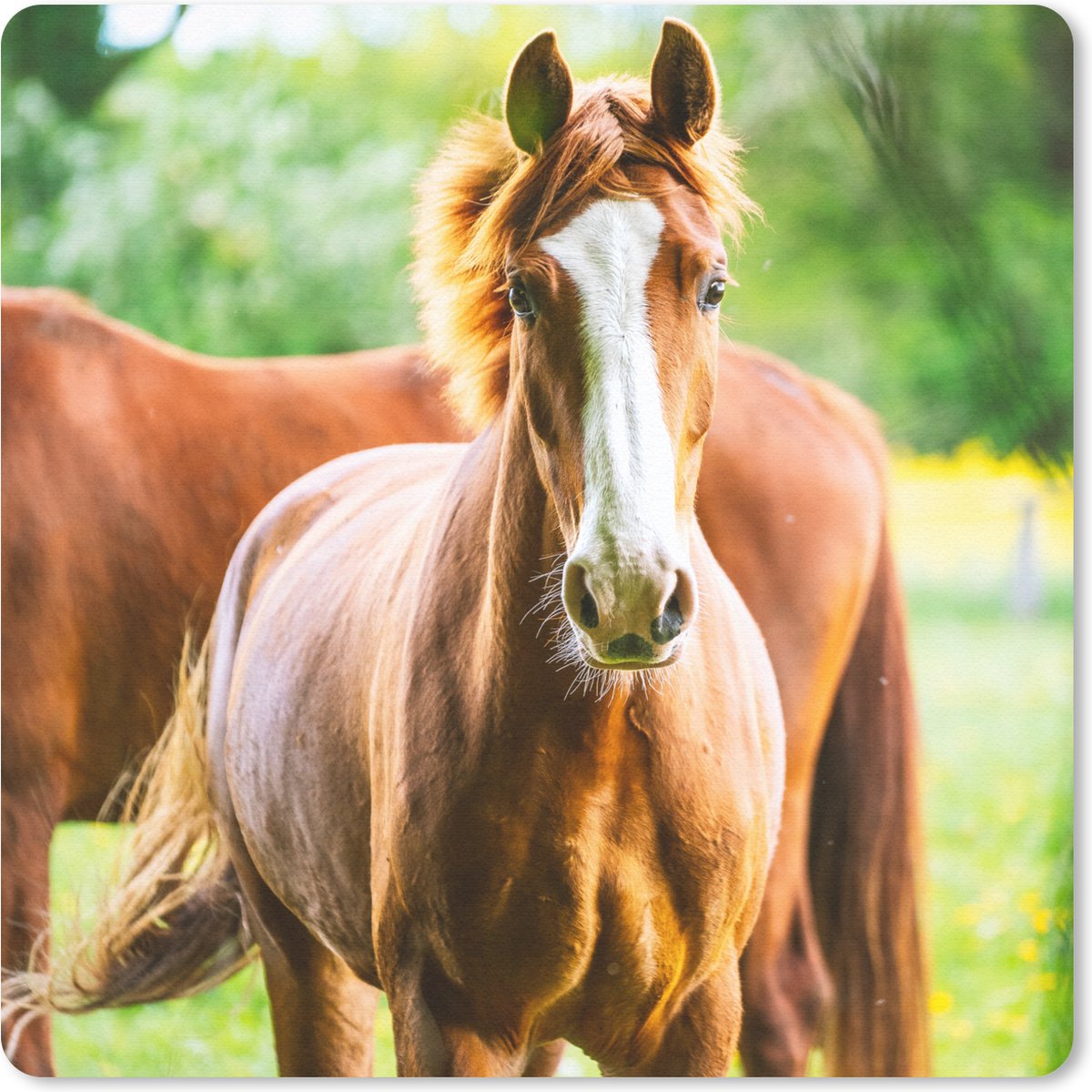Muismat 20x20 cm - Mousepad Paarden - Licht - Weide - Muismatten
