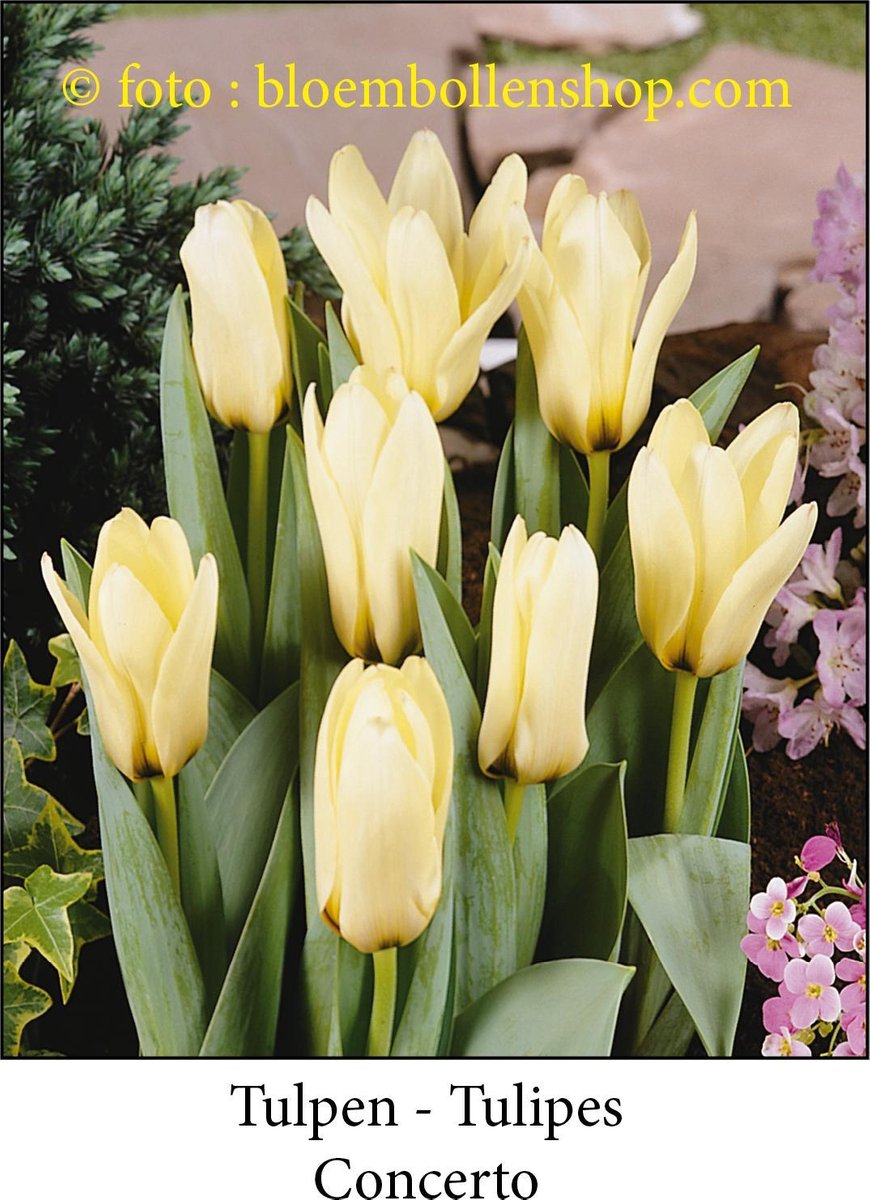 tulp Concerto 25 bollen maat 12/+ tulpen bloembollen