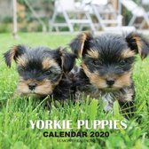 Yorkie Puppies Calendar 2020