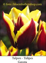 tulp Gavota 25 bollen maat 12/+ tulpen bloembollen