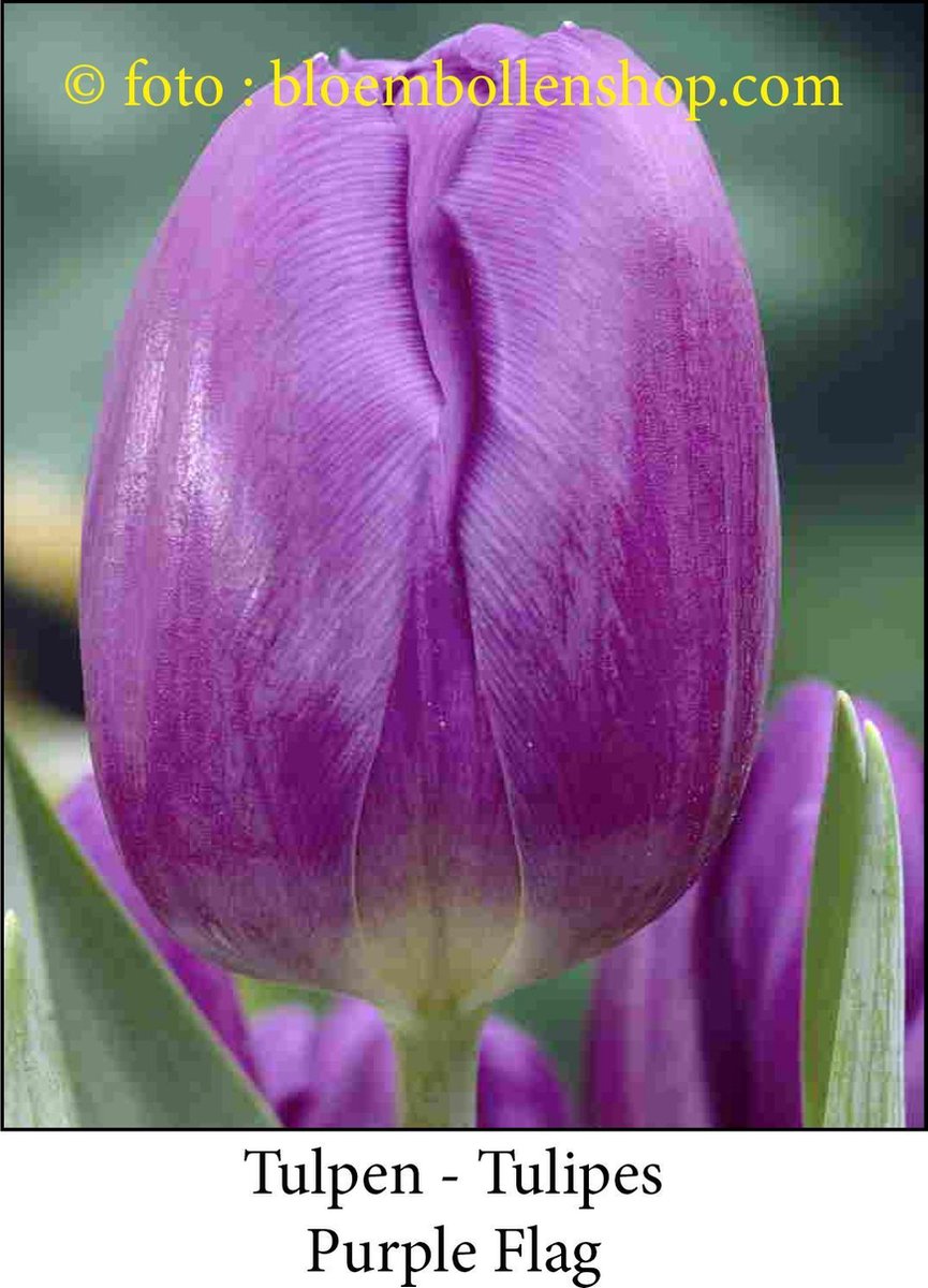 tulp Purple Flag 25 bollen maat 12/+ tulpen bloembollen