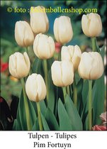 tulp Pim Fortuyn 25 bollen maat 12/+ tulpen - bloembollen- tulpenbollen