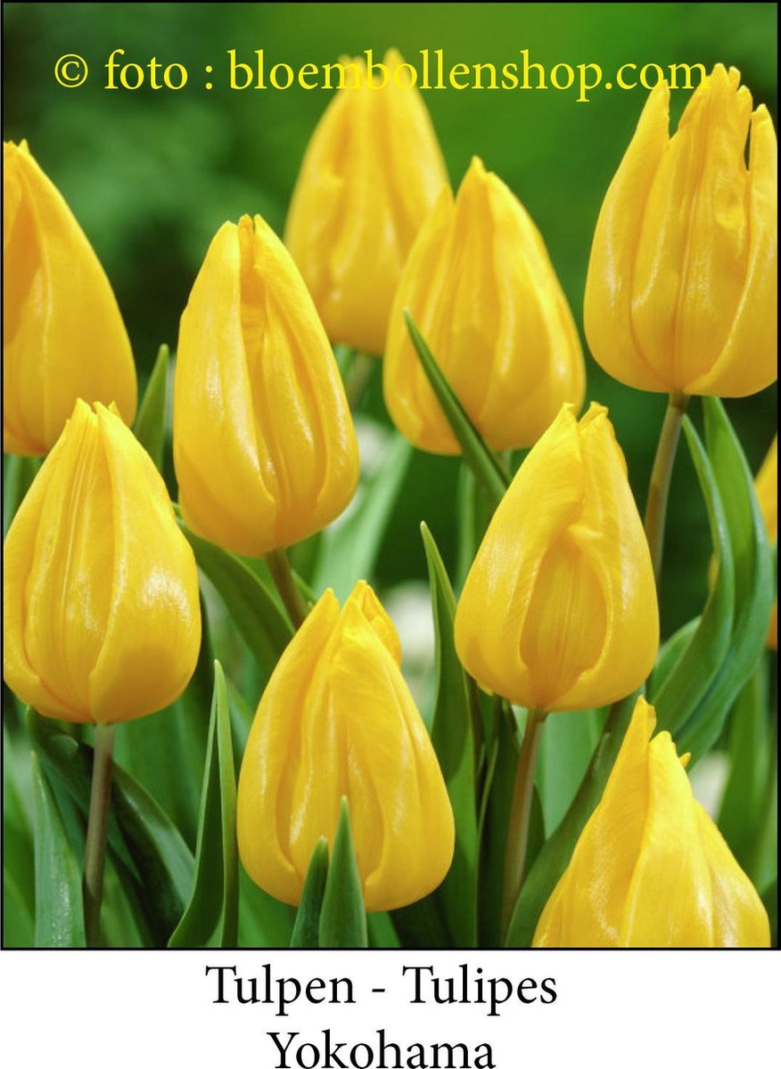 tulp Yokohama 25 bollen maat 12/+ tulpen bloembollen