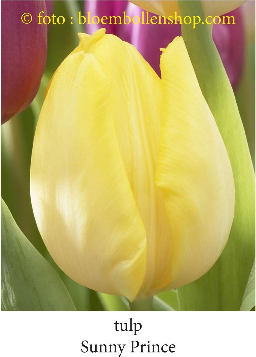 tulp Sunny Prince 25 bollen maat 12/+ tulpen bloembollen