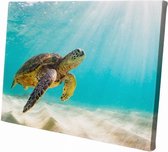 Zee schildpad | 90 x 60 CM | Wanddecoratie | Dieren op canvas |Schilderij | Canvasdoek | Schilderij op canvas