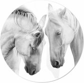 Witte paarden close up| 100 x 100 CM | Dieren op plexiglas | Wanddecoratie | Dieren Schilderij | 5 mm dik Plexiglas muurcirckel