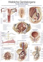 Het menselijk lichaam - anatomie poster vrouwelijke geslachtsorganen (Duits/Engels/Latijn, papier, 50x70 cm)  + ophangsysteem