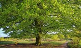 Fotobehang Beukenboom in het voorjaar 450 x 260 cm