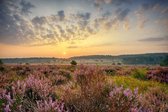 Fotobehang Heide bij Apeldoorn 350 x 260 cm