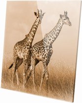 Giraffe | 60 x 60 CM | Wanddecoratie | Dieren op plexiglas | Schilderij | Plexiglas | Schilderij op plexiglas