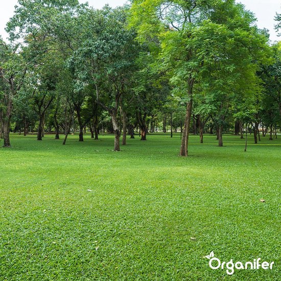 Een groen gazon in een park met veel bomen.