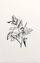 Torilis zwart-wit (Hedge Parsley) - Foto op Forex - 100 x 150 cm