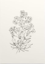 Poelruit zwart-wit Schets (Yellow Meadow Rue) - Foto op Posterpapier - 50 x 70 cm (B2)