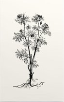 Herfstadonis zwart-wit (Pheasents Eye) - Foto op Forex - 100 x 150 cm